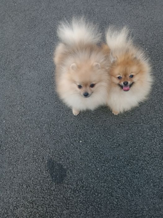 померанские мишки