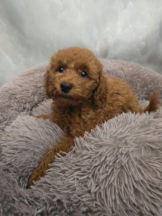 Pudel pudelek miniatura  chłopiec samiec mini