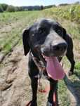 Tosiek w typie labradora szuka domu