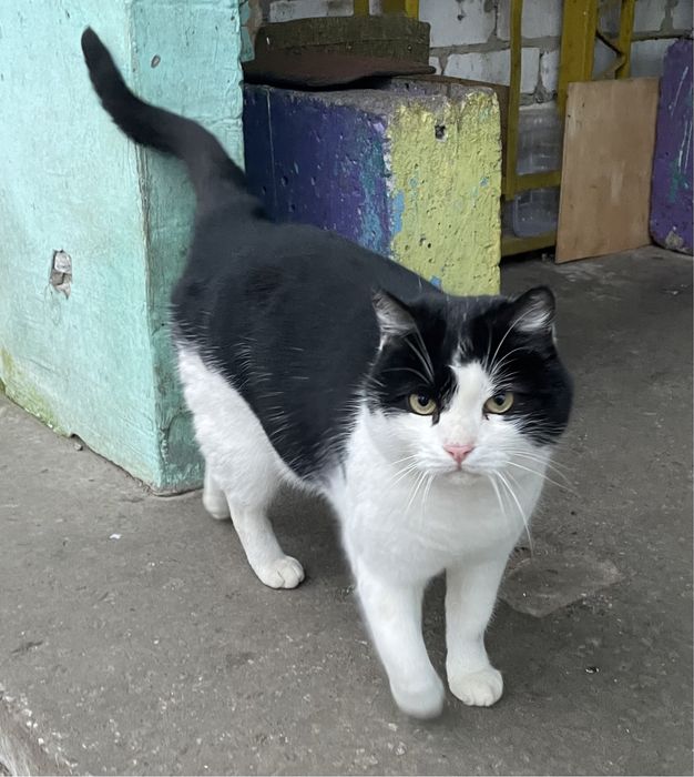 Котик молодой черно белый ищет дом