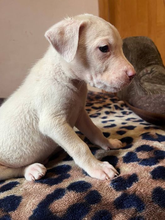 Аргентинский Дог