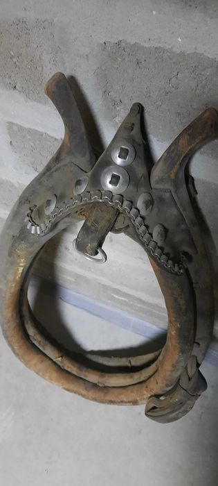 Homonto końskie, stare