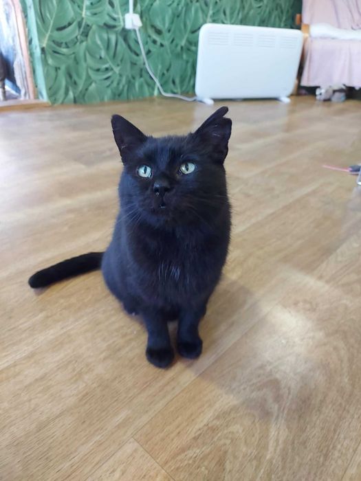 DEMON - Schronisko dla Zwierząt w Ostródzie