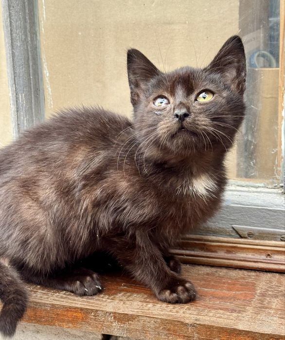 Кошеня 3 місяці хлопчик