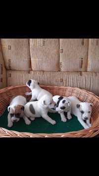 Parson Russell Terrier