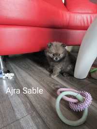 Szpic miniaturowy pomeranian Sable blue