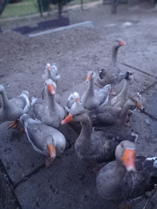 Продам ,живым весом ,домашних,гусынь на развод ,обмен