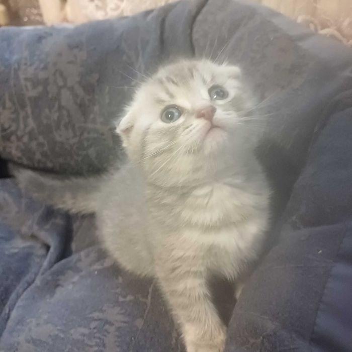 Шотландські котенята