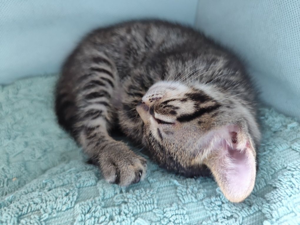 Gatinhos para adopção responsável
