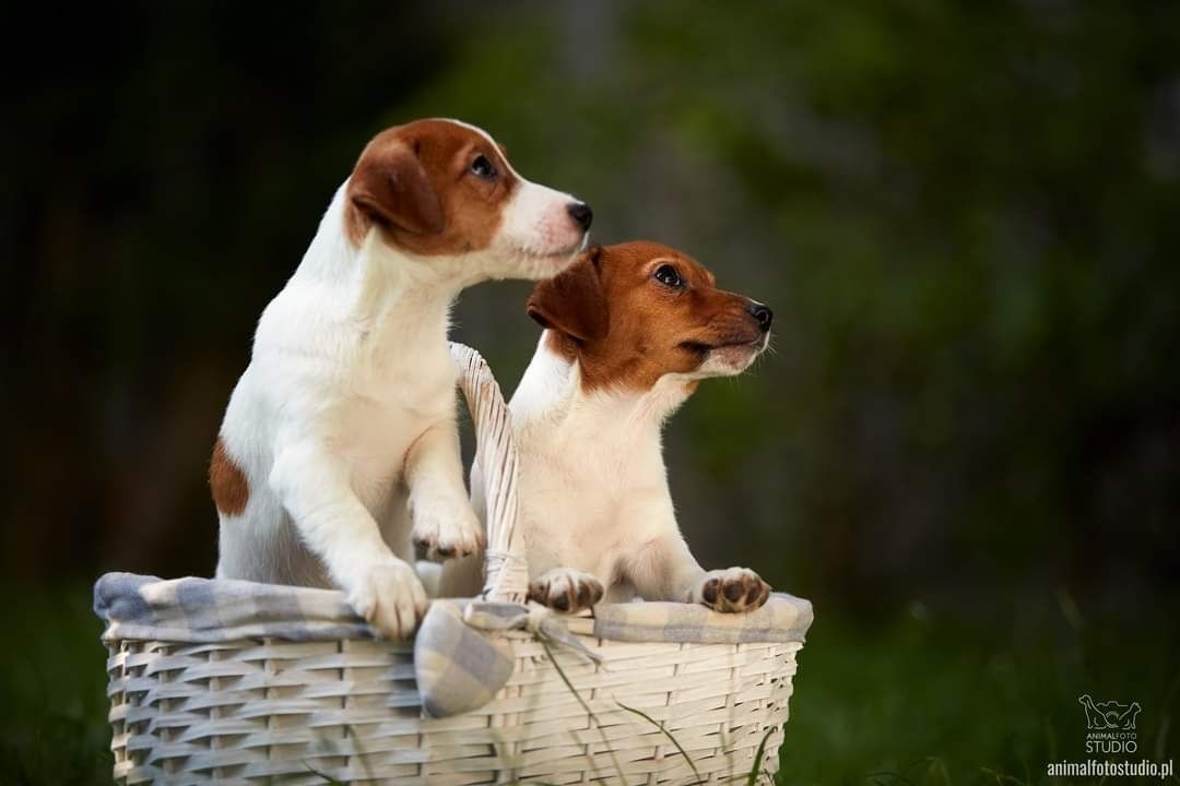 Jack Russell Terrier Hodowla FCI Warszawa