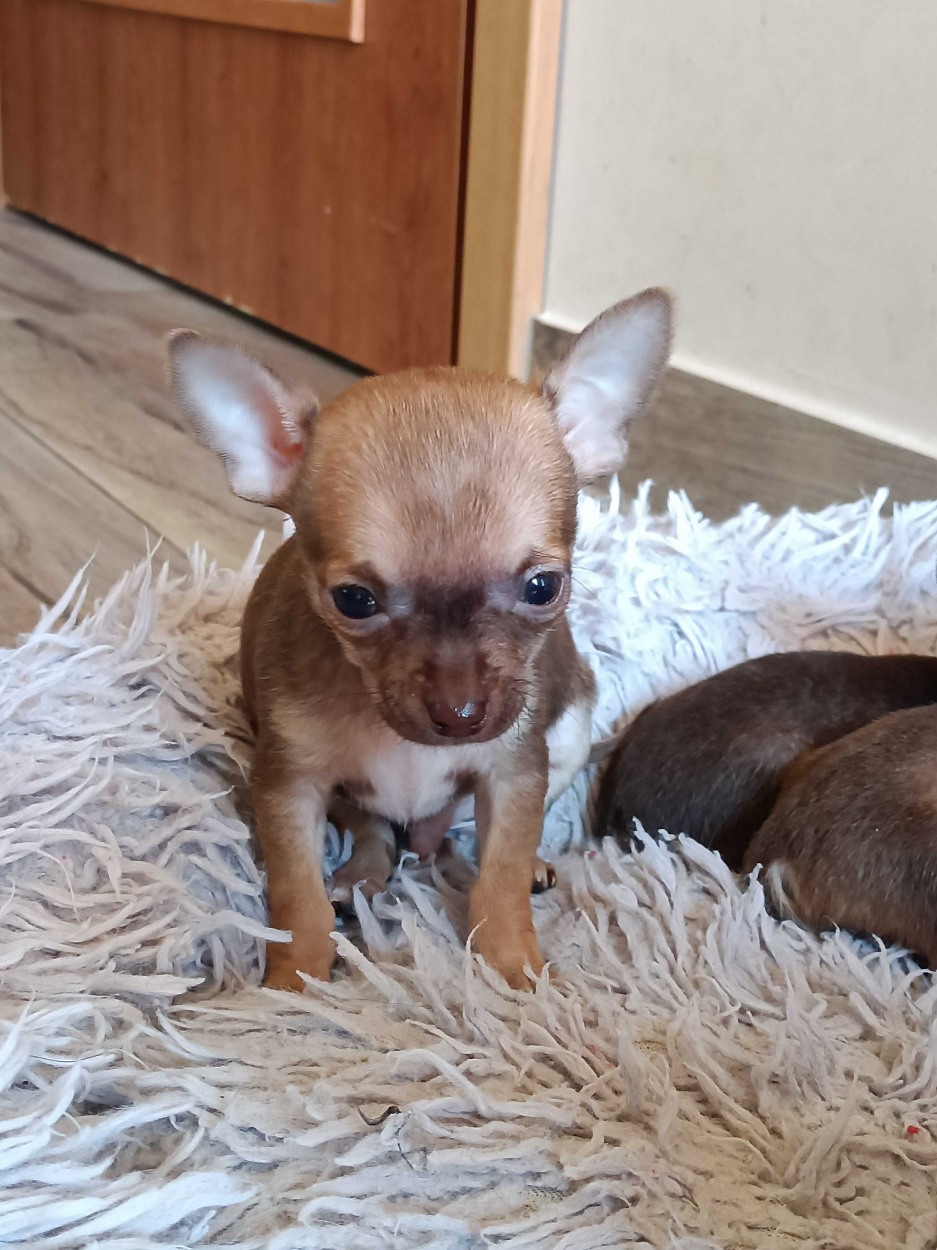Chihuahua piesek XXXS