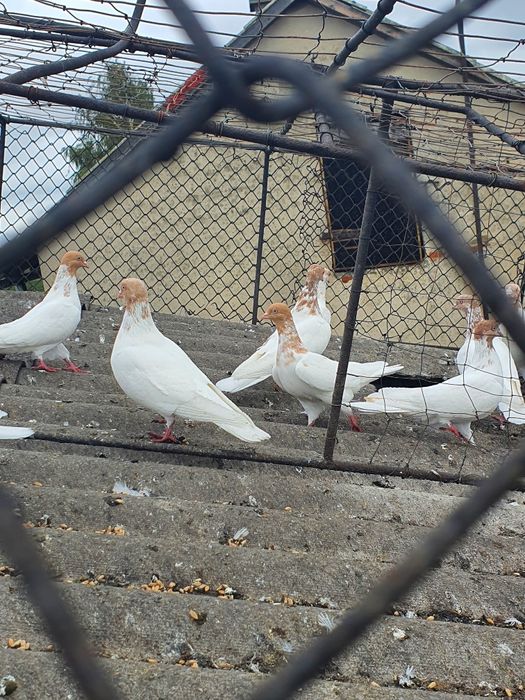 Gołębie Budapeszty