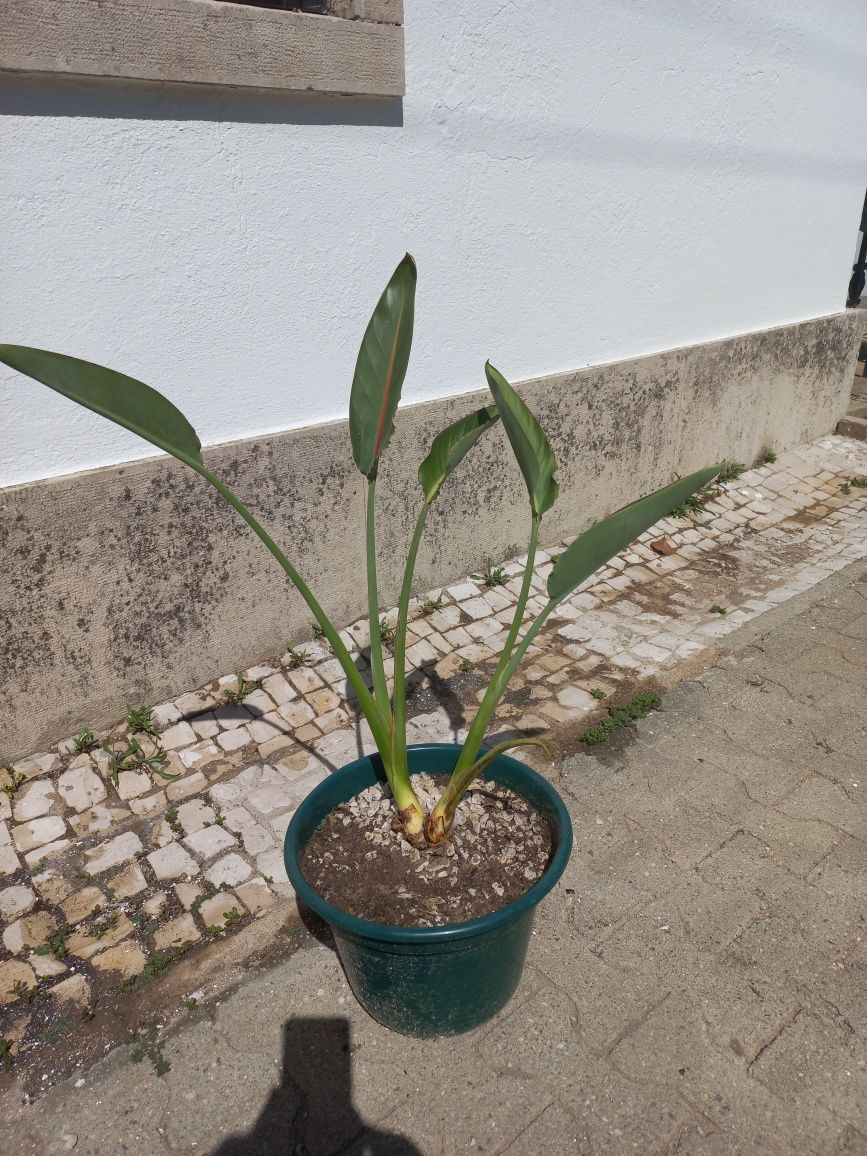 Estrelicias em vaso