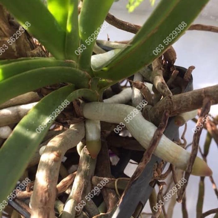 В наявності ОРИГІНАЛЬНИЙ реаніматор-стимулятор росту HB 101.