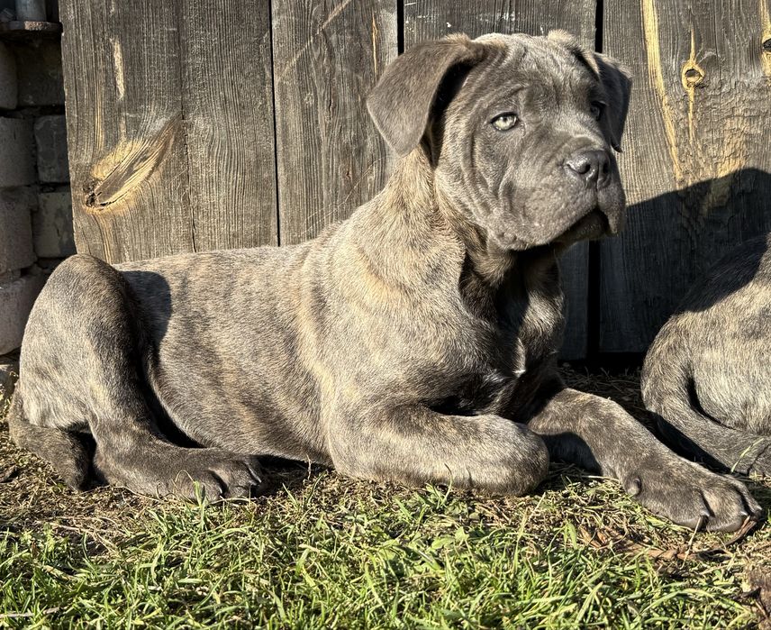 Suczka cane corso z rodowodem