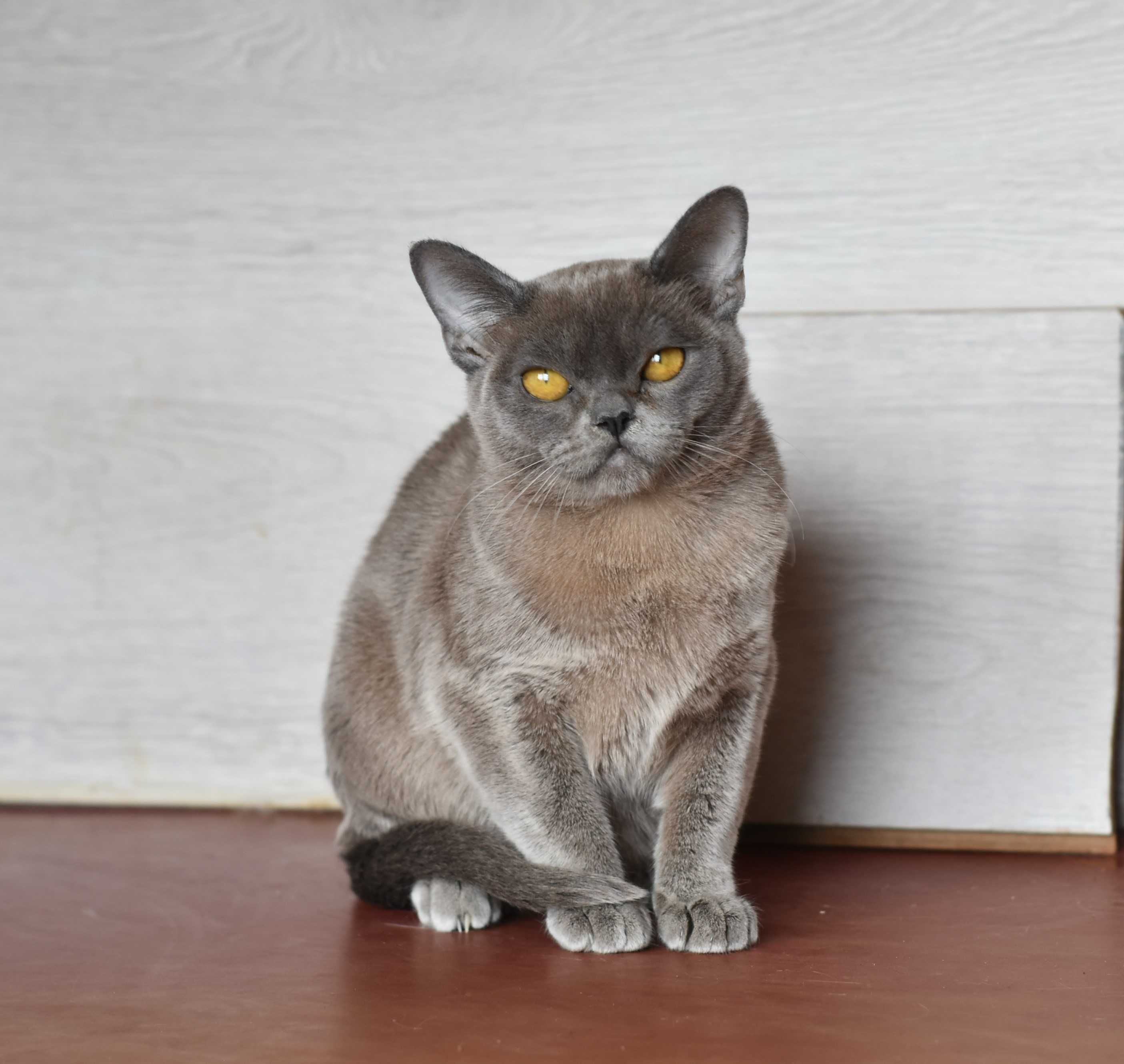 Европейская бурма  котята