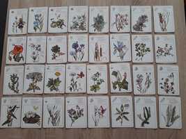 Niemieckie karty kolekcjonerskie botanika rośliny 1971