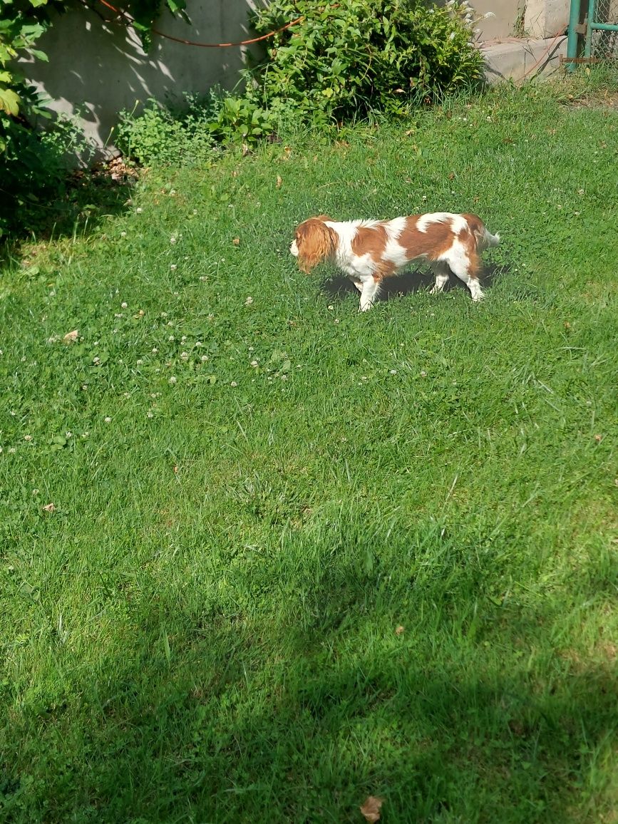 Cavalier King Charles spaniel piesek z rodowodem SWKIPR