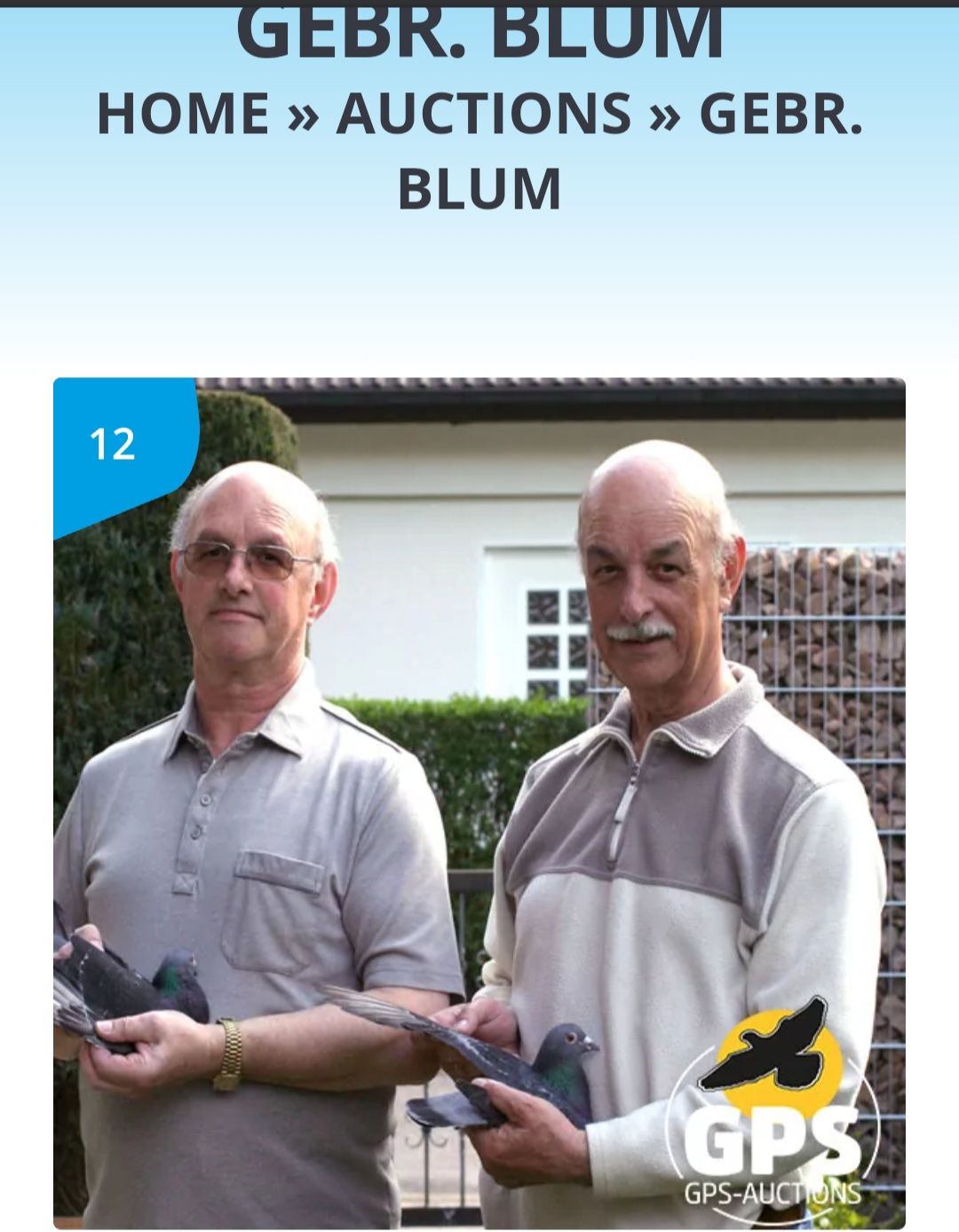 Gołąb pocztowy samica Bebr. Blum