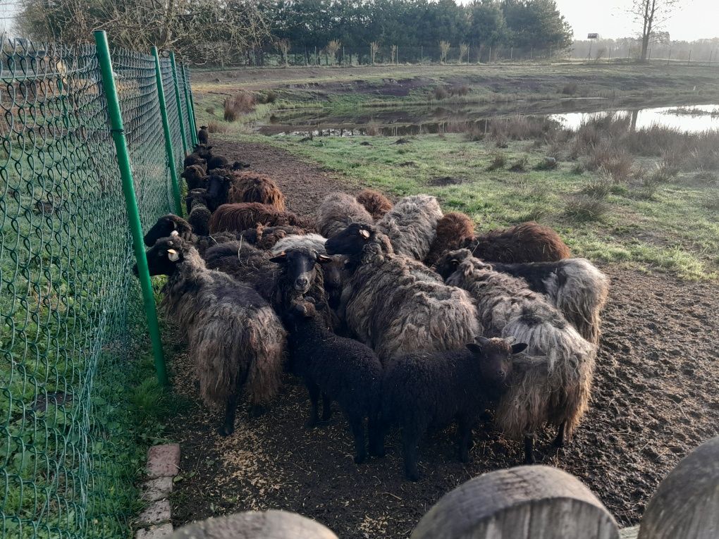 Owce wrzosówki 24 szt