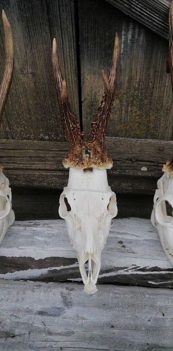 Preparowanie poroży jeleni kozłów i danieli