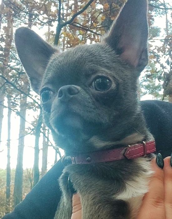 Pies Chihuahua niebieski dorosły