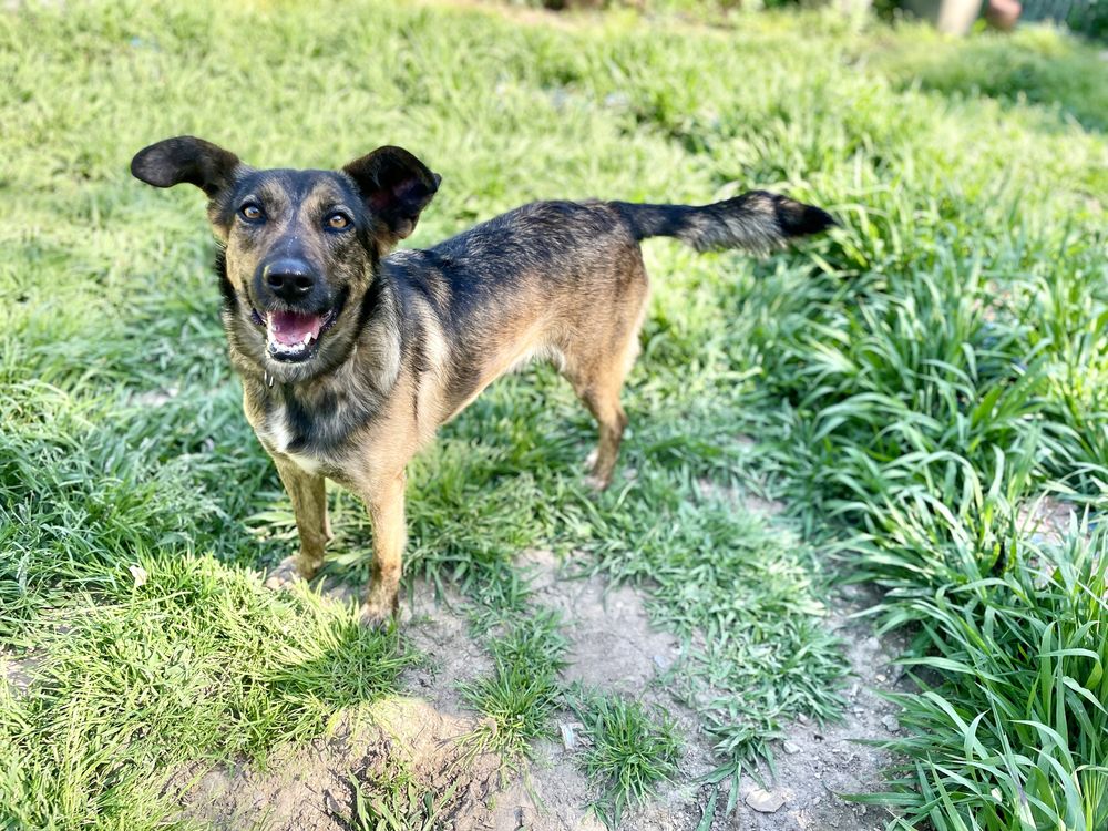 Meiga e sociável com outros cães