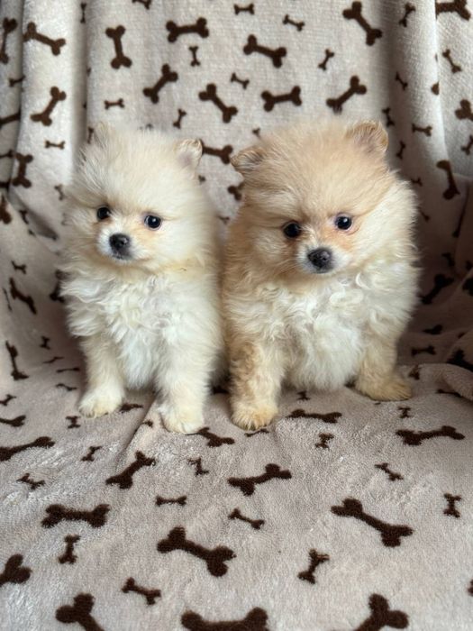 Кремові та чорні померанці