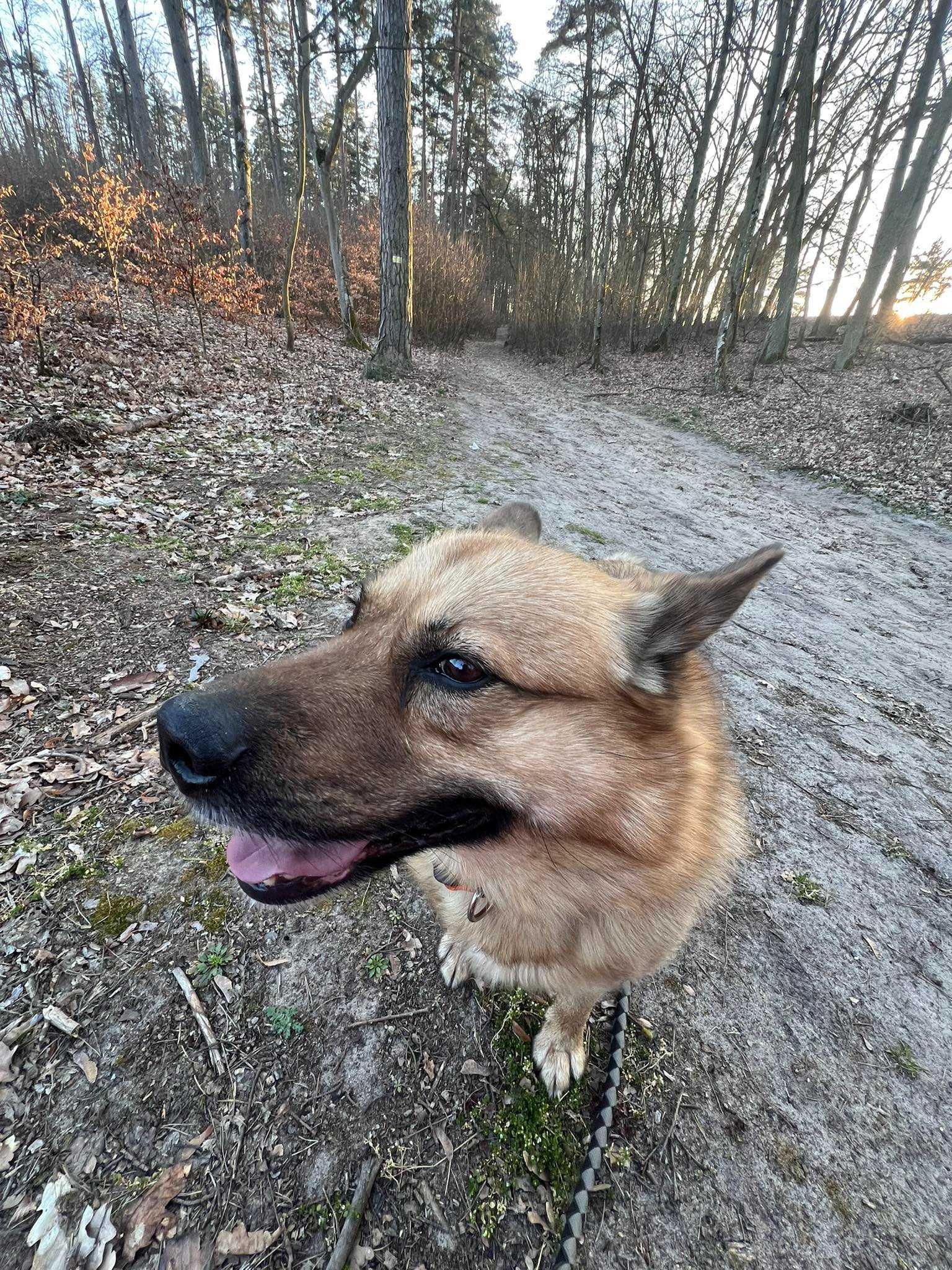 MAILO typ: Akita, 28kg, 5 lat