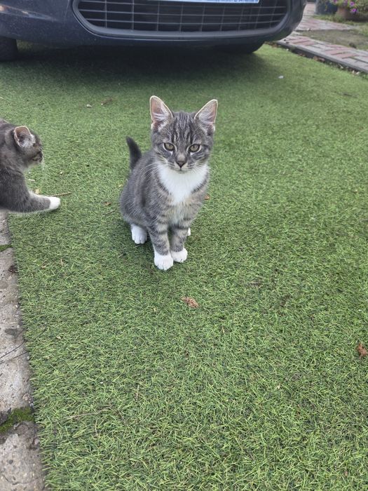 Kotki kot kotek oddam za darmo