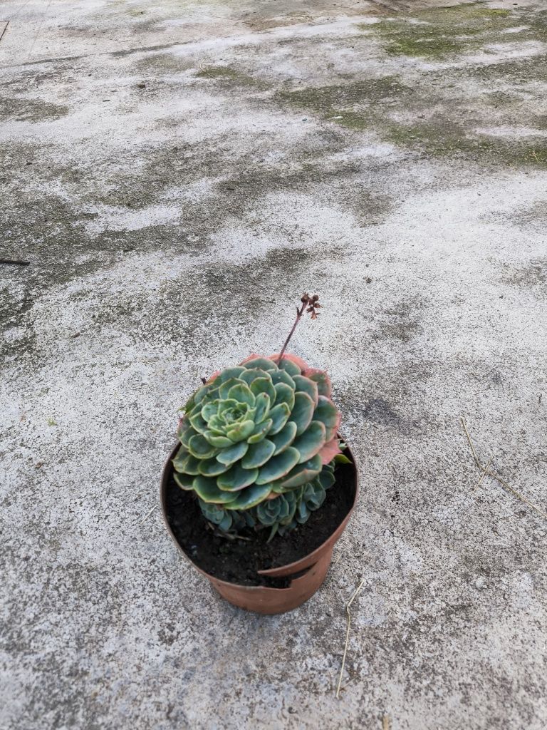 Planta suculenta echeveria