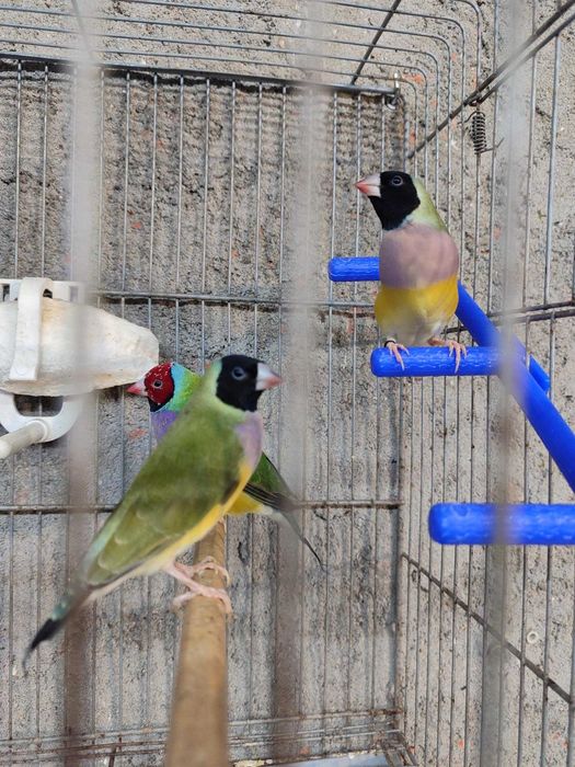 Diamantes Gould Ancestral Anilha 2025