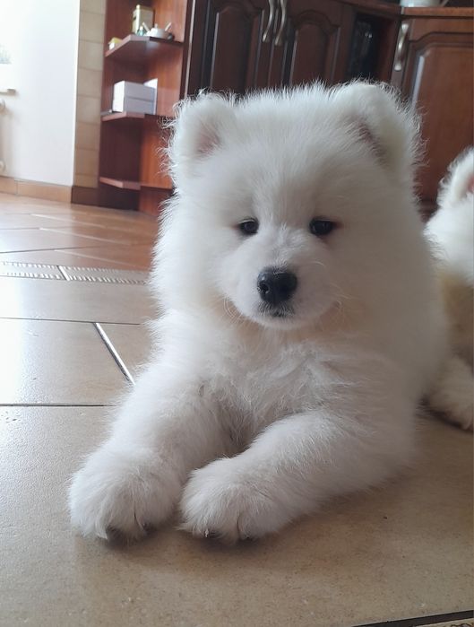 Samoyed samojed piesek do odbioru!