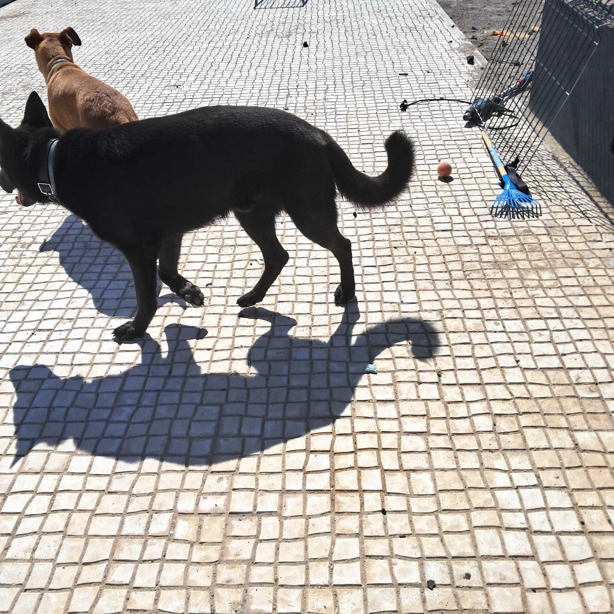 Dou caes adoção responsável