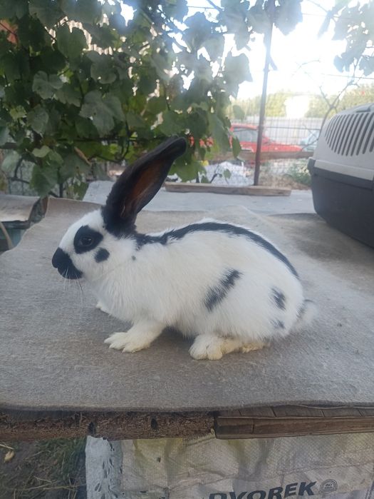 Кролики від малого до дорослого НСВ