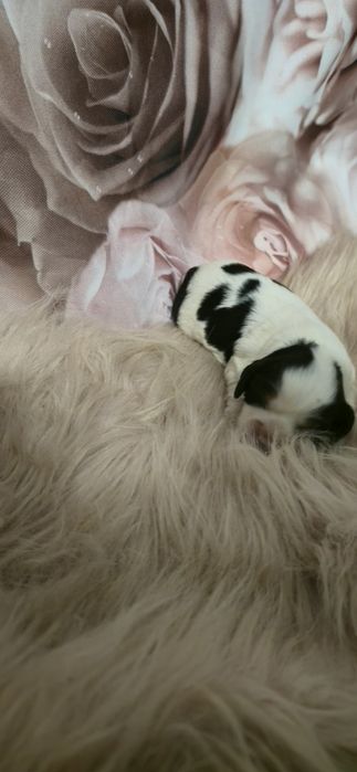 Cavalier King Charles Spaniel badania genetyczne