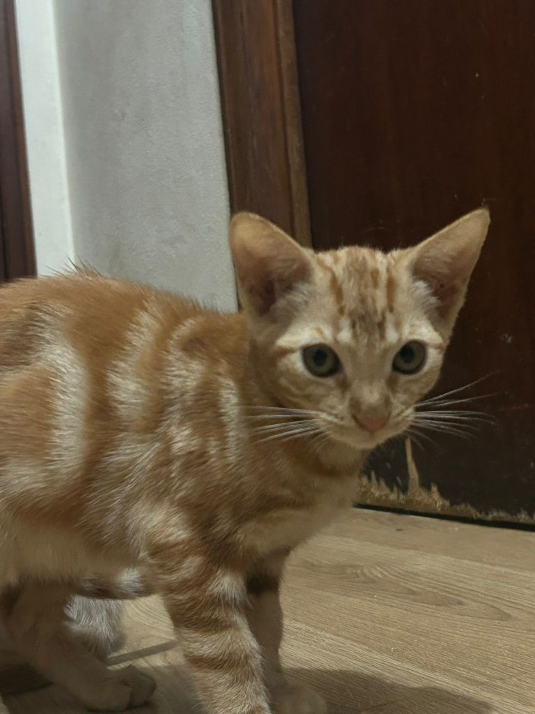 Gatos bebés 2 meses
