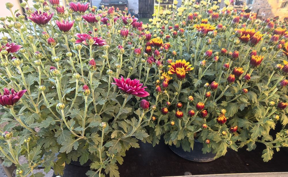 Przepiękne Chryzantemy już od 15 zł za sztukę