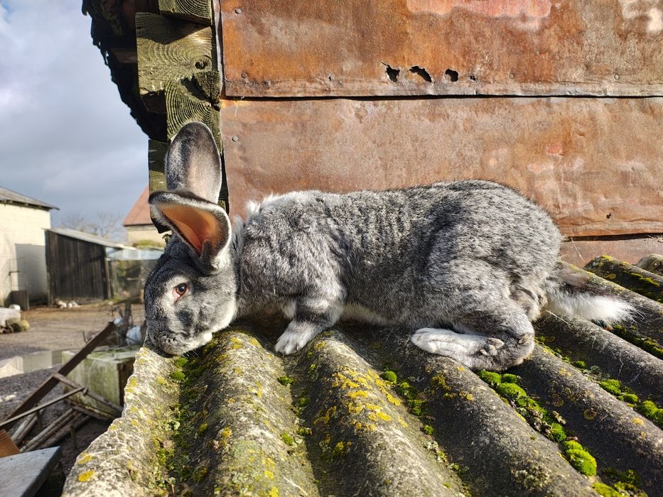 Sprzedam samca Belga