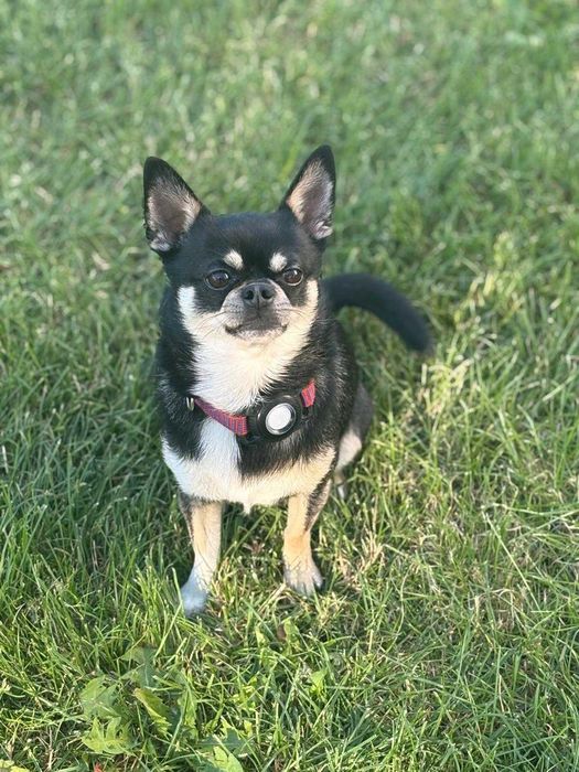 Reproduktor chihuahua - krycie