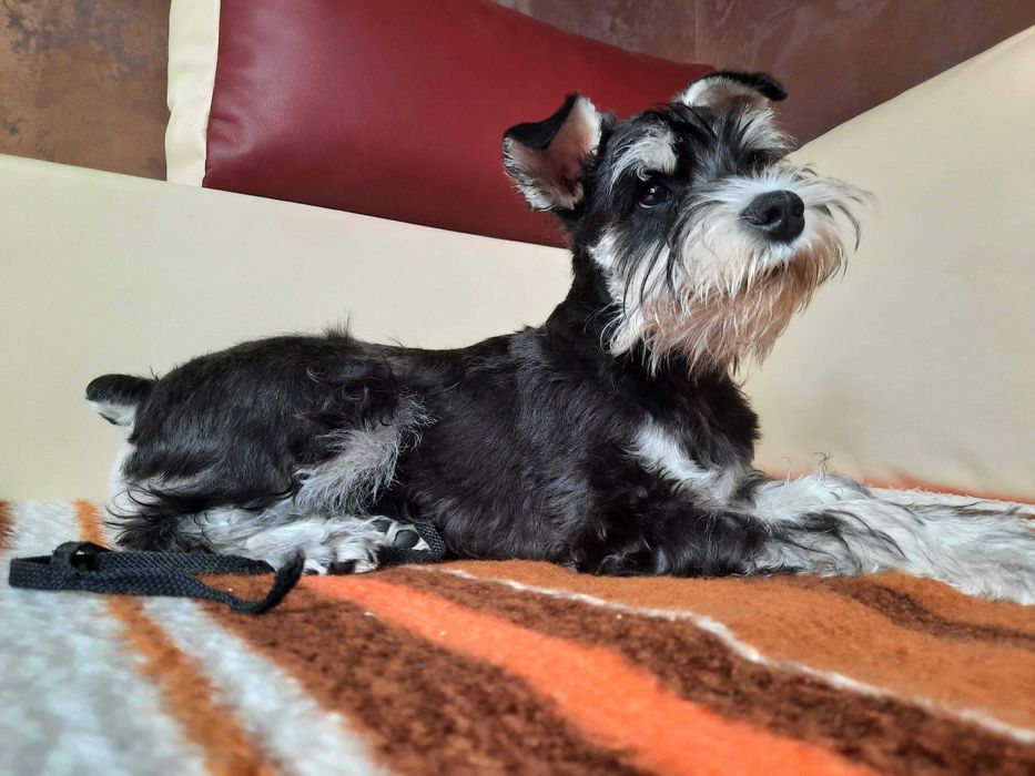 Цвергшнауцер вʼязка