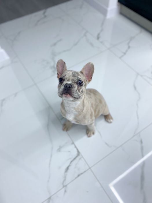 Вʼязка французький бульдог