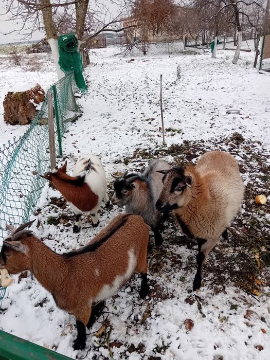 Sprzedam kozy miniaturki