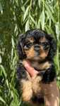 Cavalier king charles spaniel suczka dziewczynka black tan