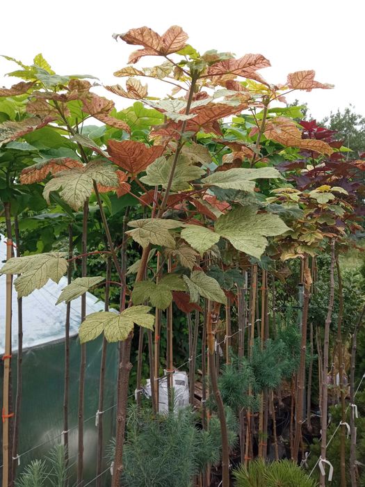 Modrzew szczepiony na pniu zwisający i kulisty