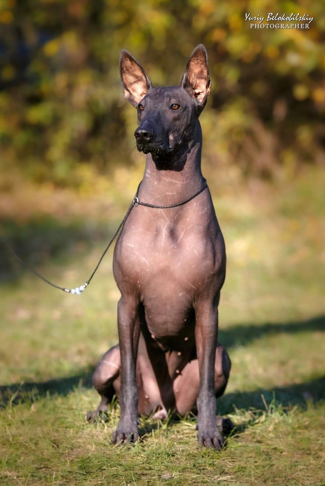 Справжні Ксолоітцкуінтлі, Мексиканський голий собака