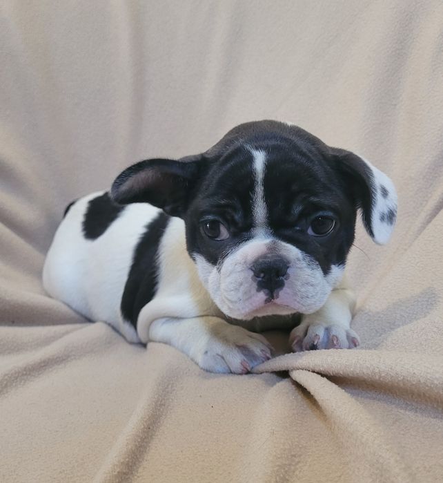 Cachorrinha Bulldog