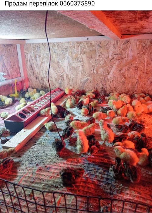 Продам все що на картинці