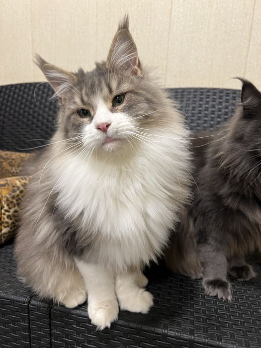 Питомник мейнкунов