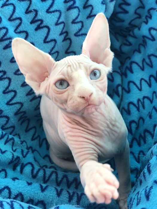 Дуже яскраві очі